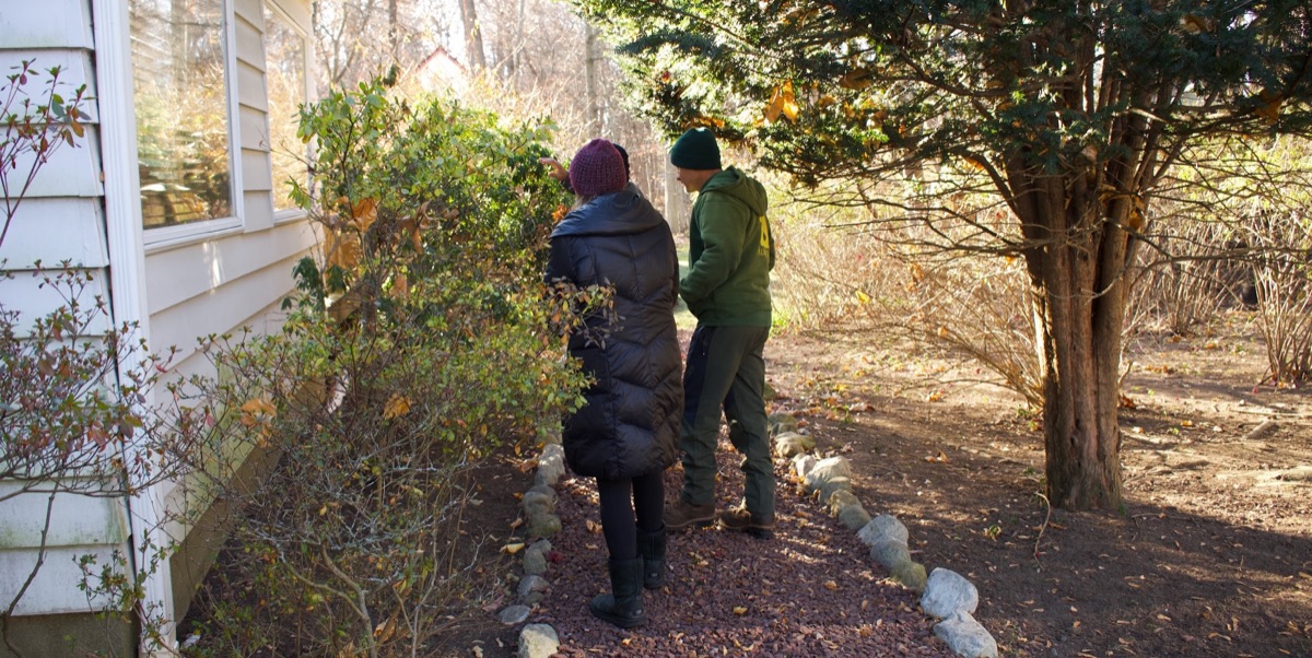 An Almstead ISA Certified Arborist walking a customer's property with them, inspecting a shrub